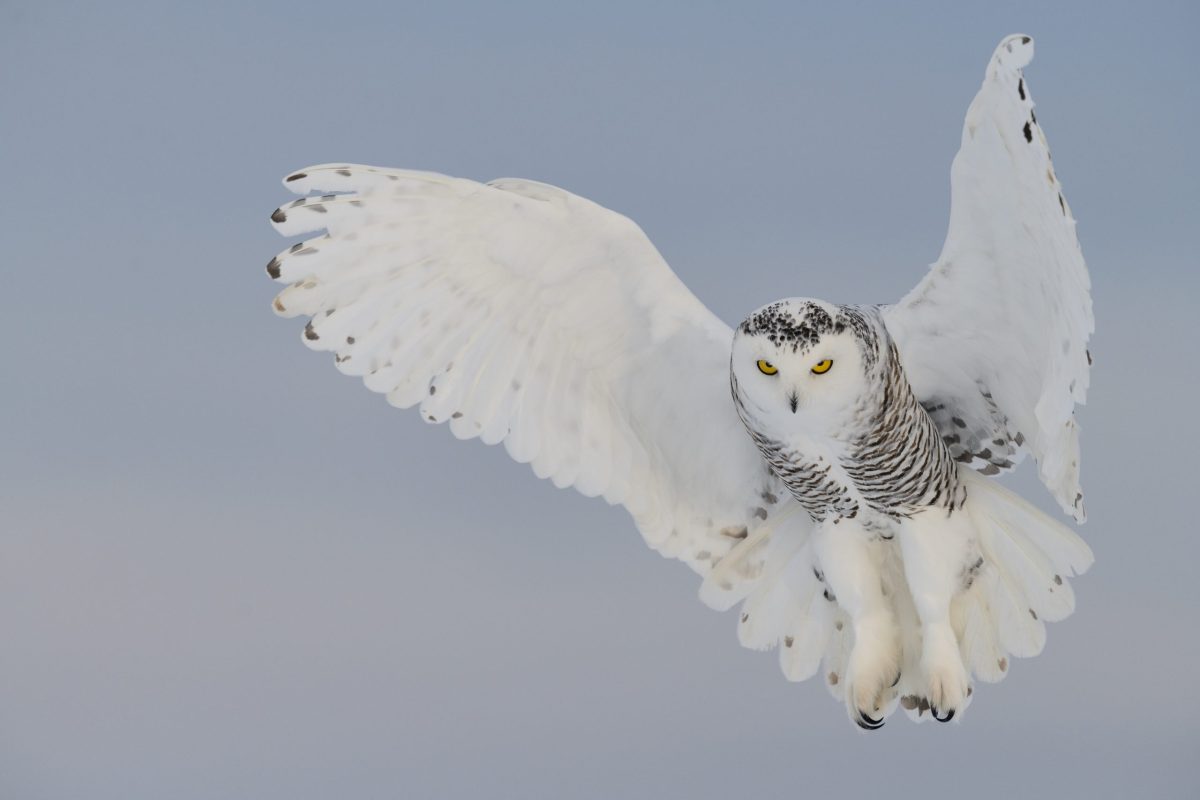 The Shaman S Path Of The Heart April 2024 Lendrick Lodge   Snowy Owl Scaled E1690711641599 